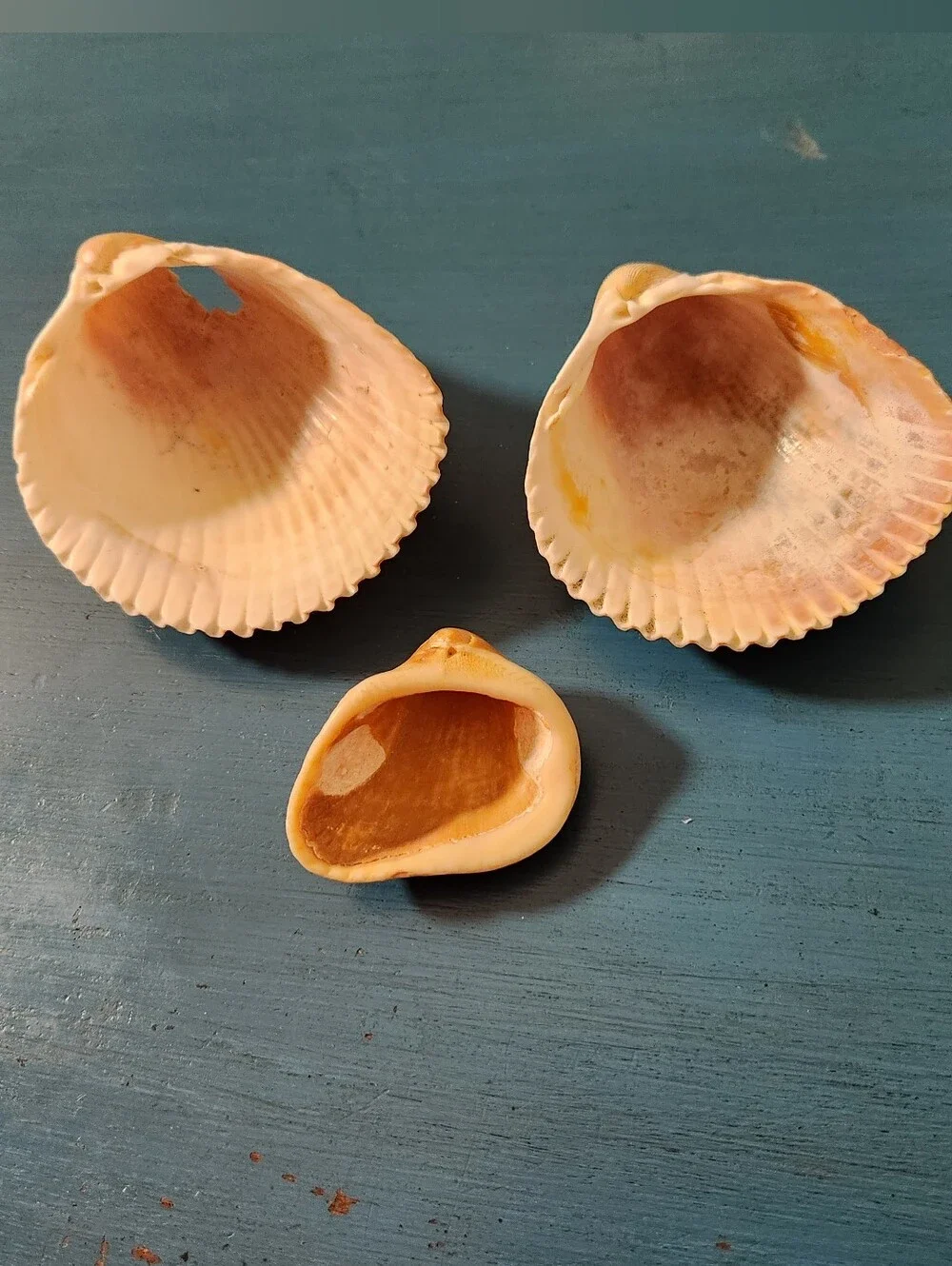 Natural Sea Shell Bundle